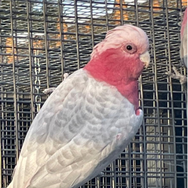 rosékaketoe (Eolophus roseicapilla) - marbled / recessive spangle