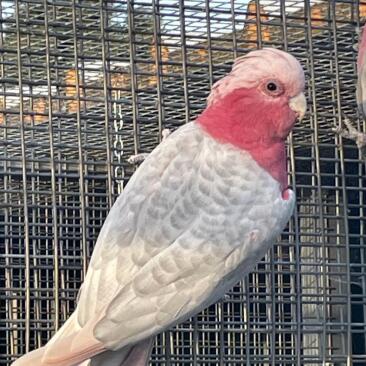 Galah (Eolophus roseicapilla) - Jaspeado / Spangle recesivo