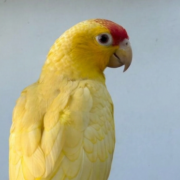 Amazona autumnalis SL ino2 Neornilab