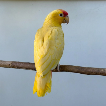 Amazona fallalis SL ino2 Neornilab