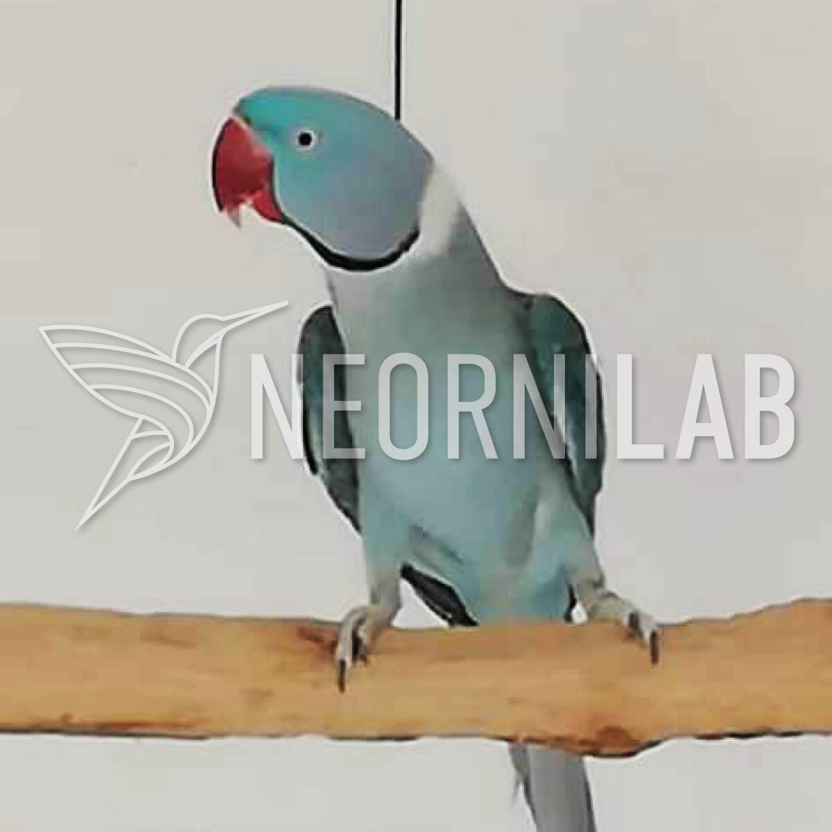 Psittacula eupatria blue1