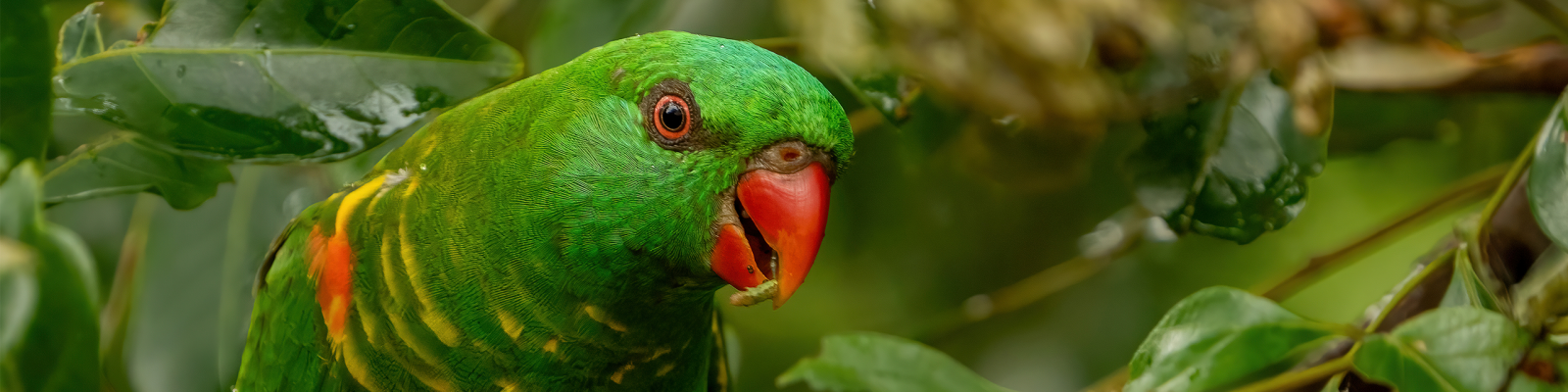 (Trichoglossus chlorolepidotus) Loriquet vert main image