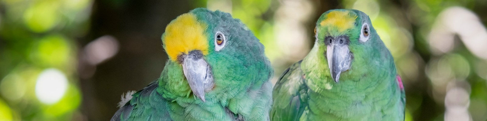 (Amazona ochrocephala) Yellow-crowned amazon main image