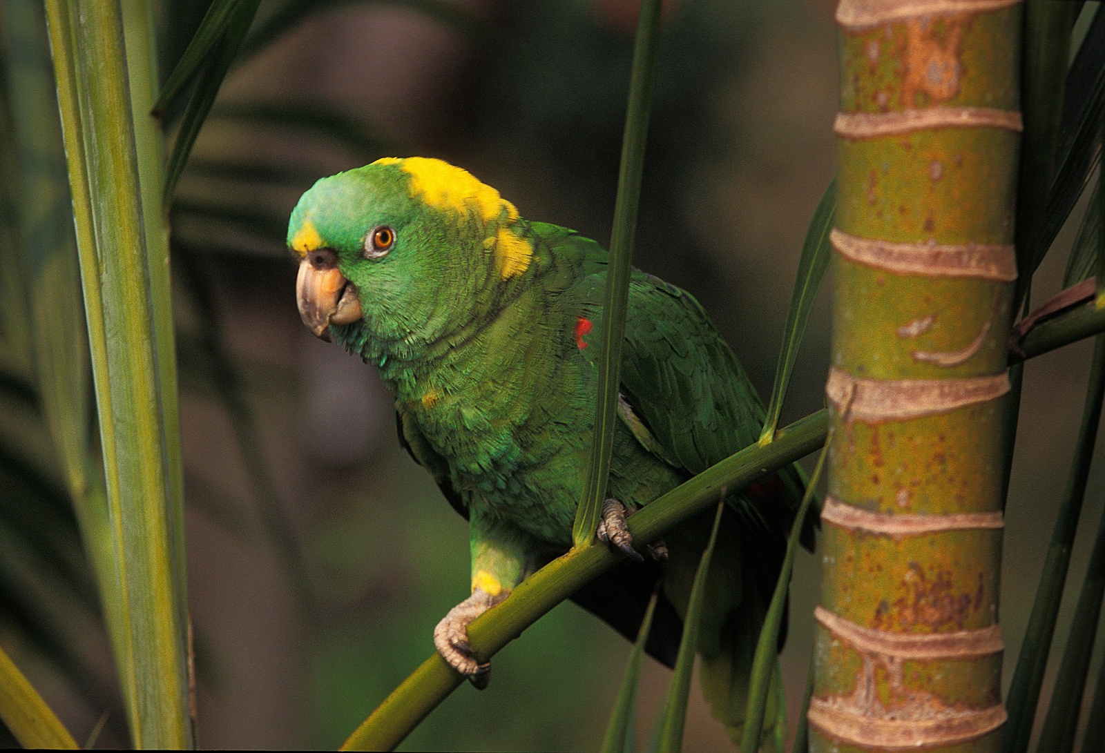 (Amazona auropalliata) Amazona de nuca amarilla