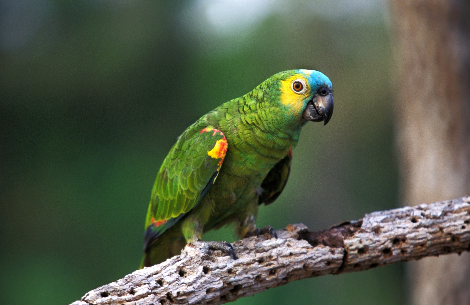 (Amazona aestiva) Blue-fronted amazon main image