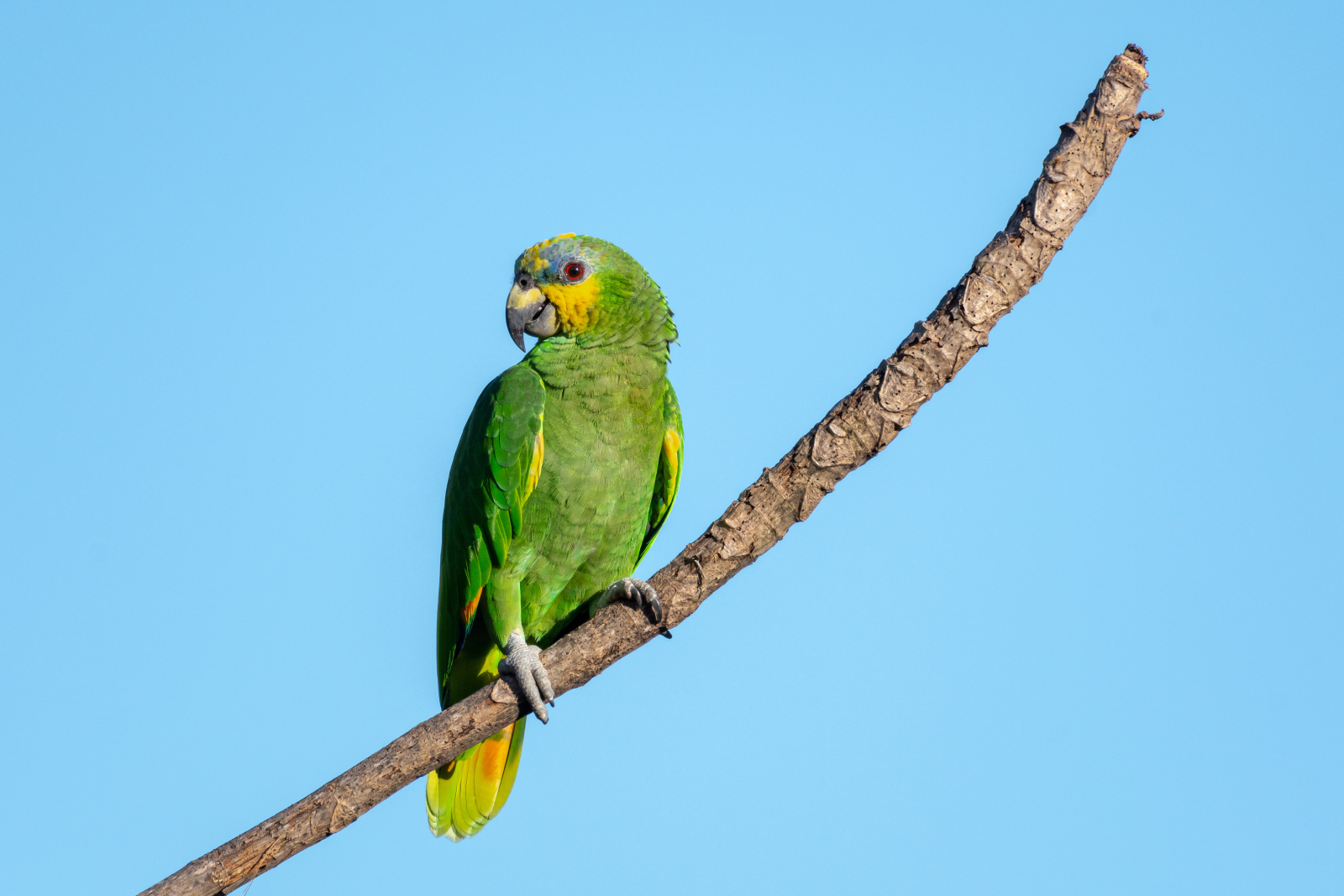 (Amazona amazonica) Amazone aourou main image
