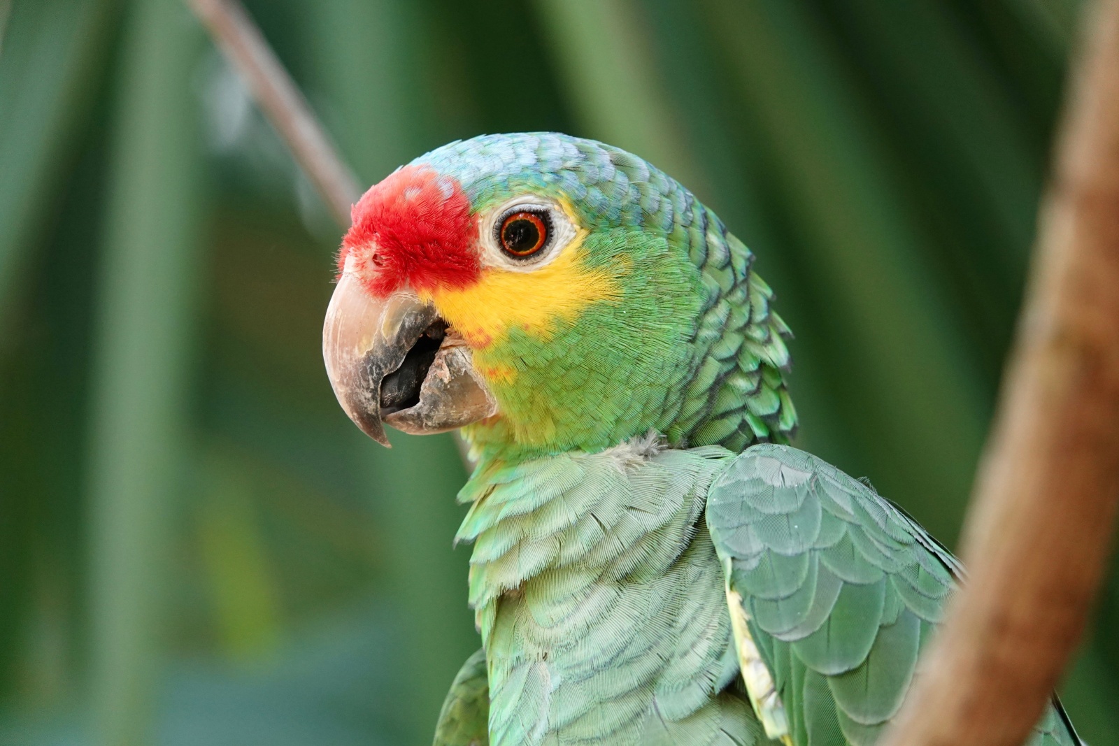 (Amazona autumnalis) Geelwangamazone main image