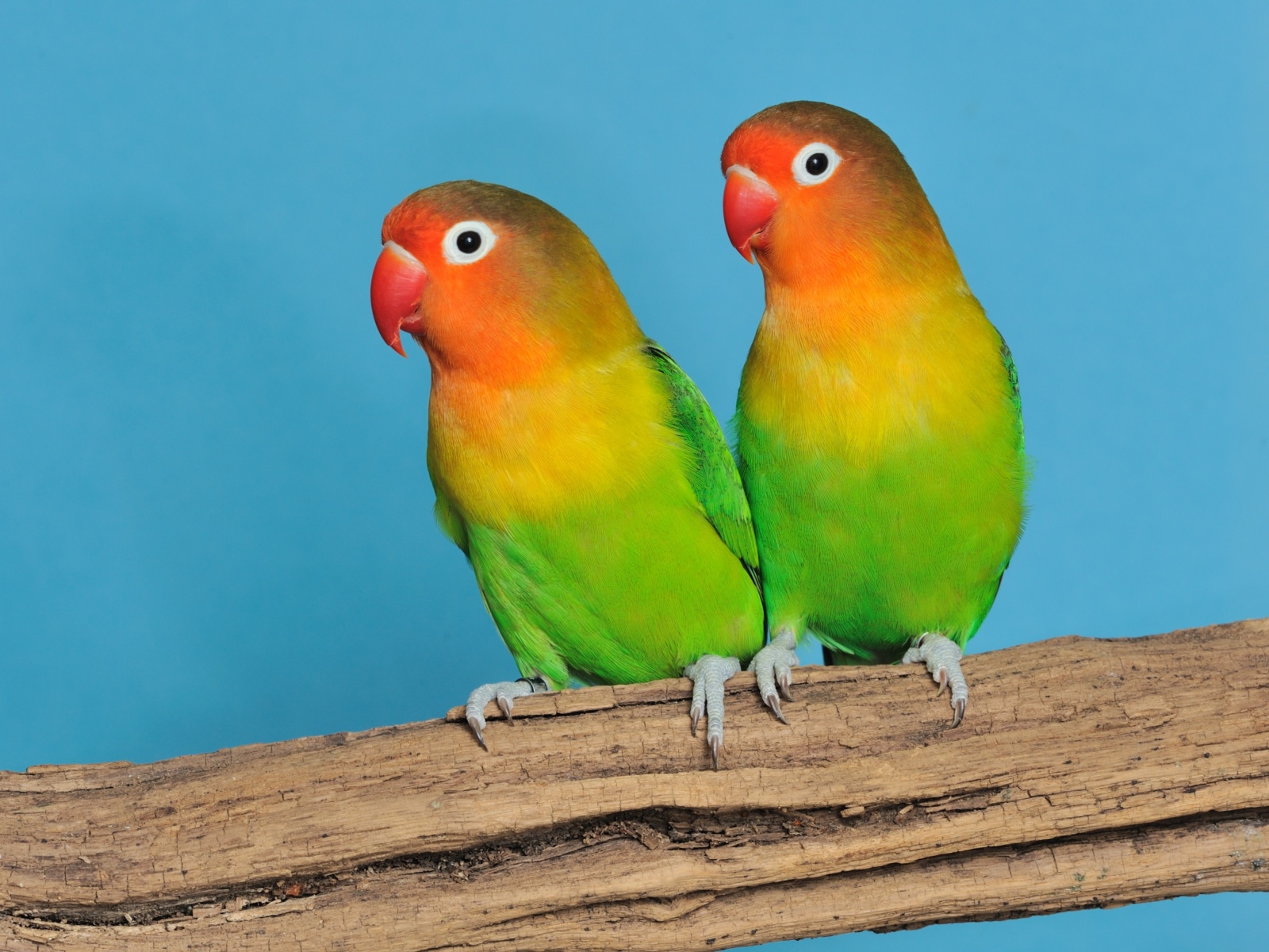 (Agapornis fischeri) Fischers agapornis main image