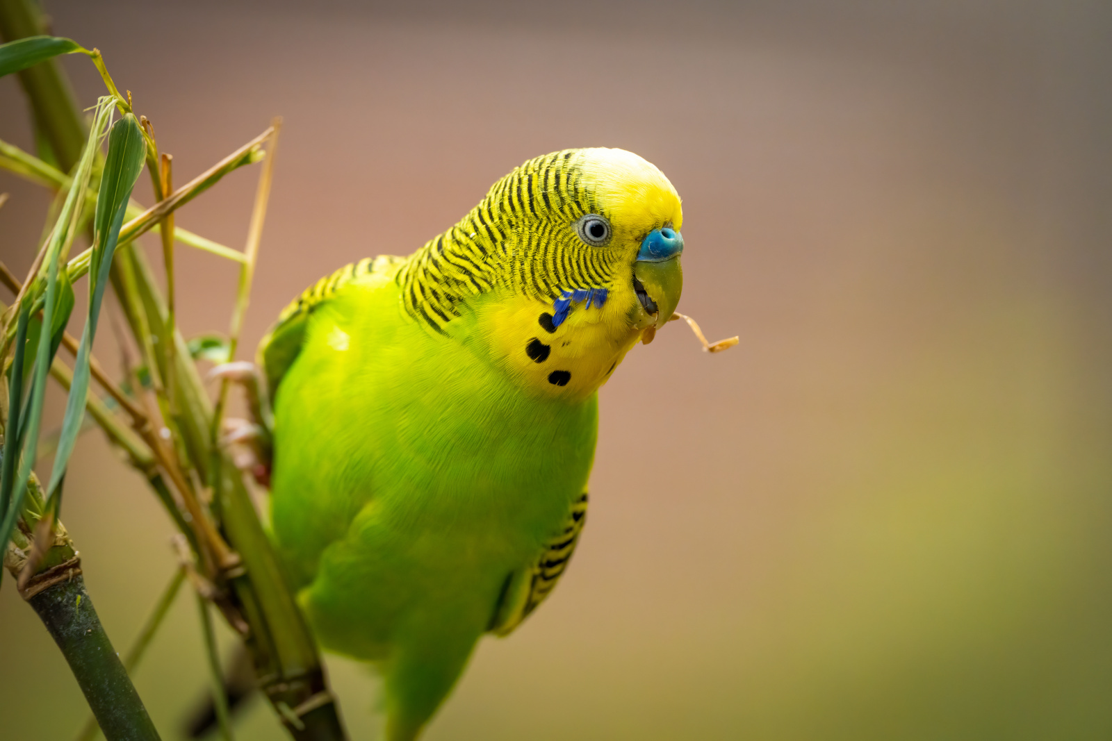 (Melopsittacus undulatus) Budgerigar / Budgie main image
