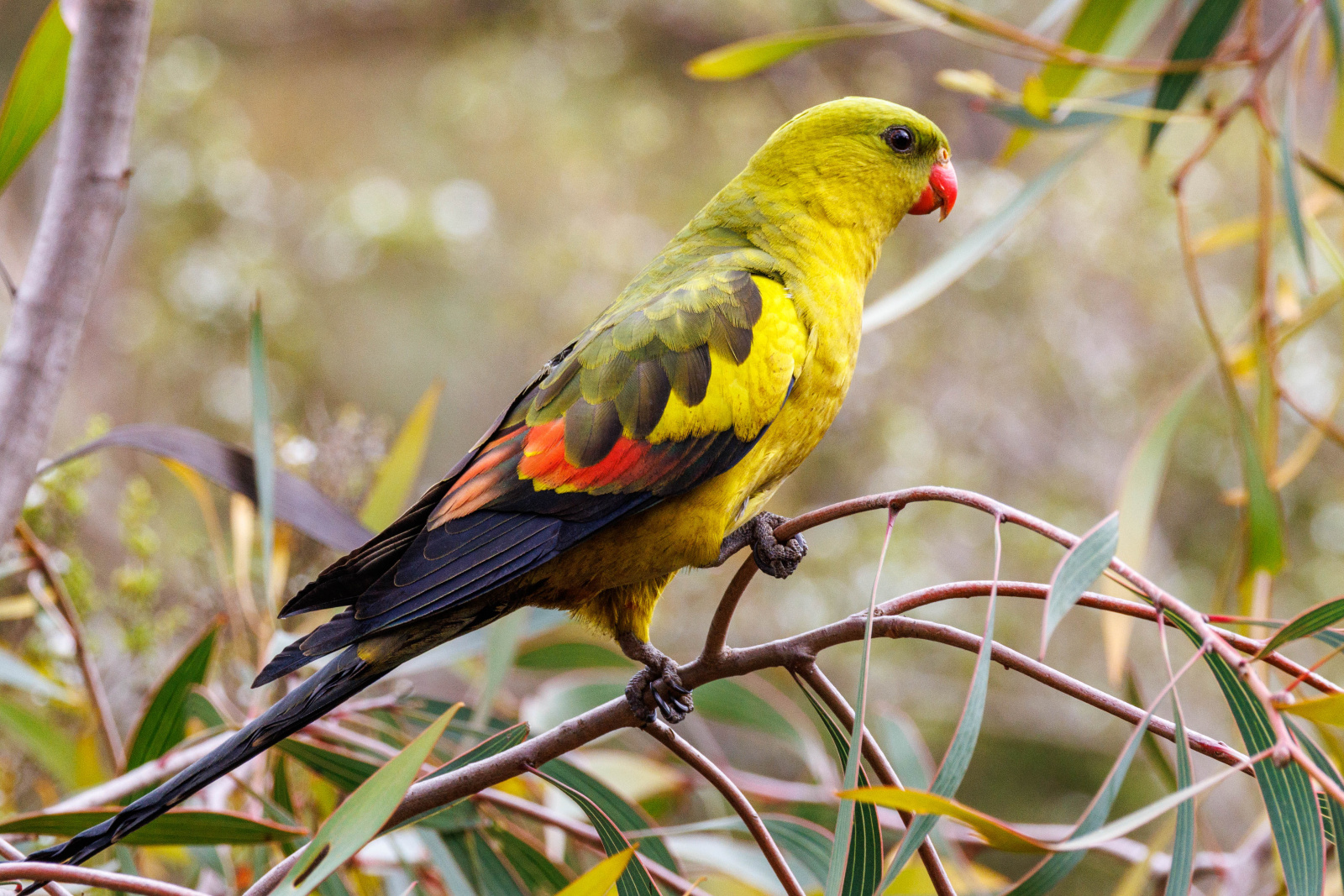 (Polytelis anthopeplus) Regent parrot