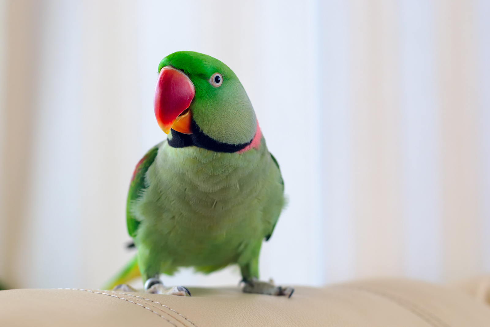 (Psittacula eupatria) Alexandrine parakeet