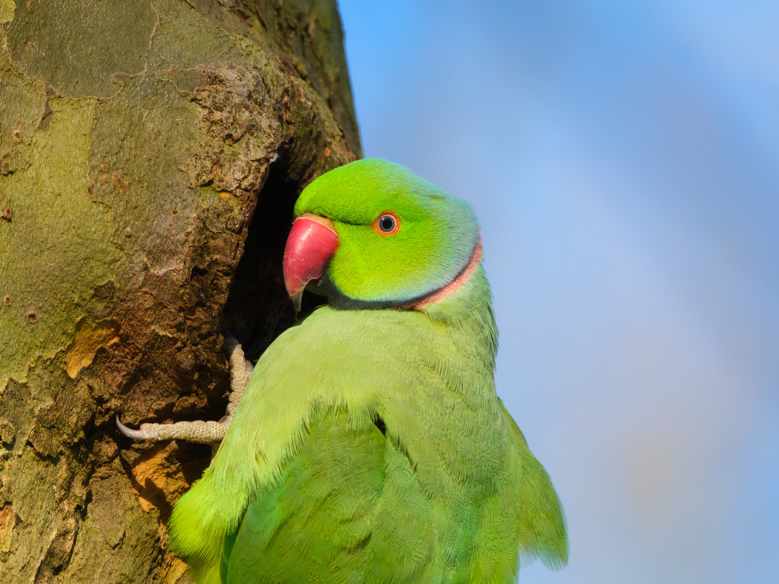 (Psittacula krameri) Rose-ringed parakeet main image