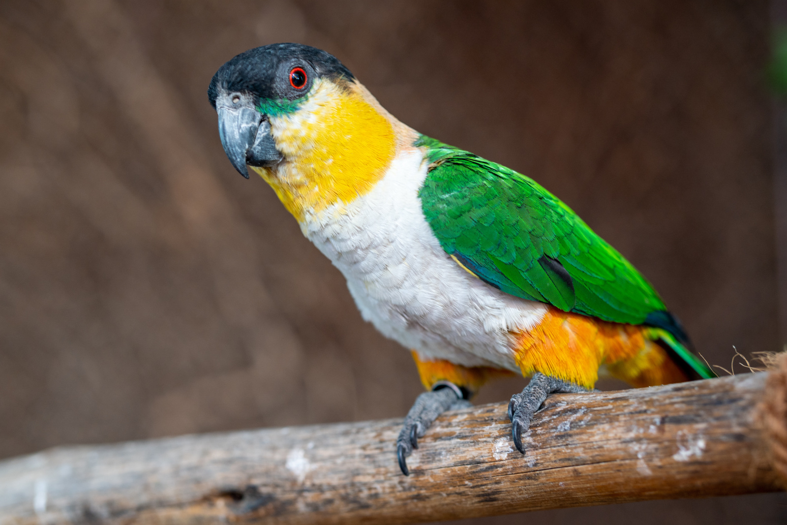(Pionites melanocephalus) Black-headed caique main image
