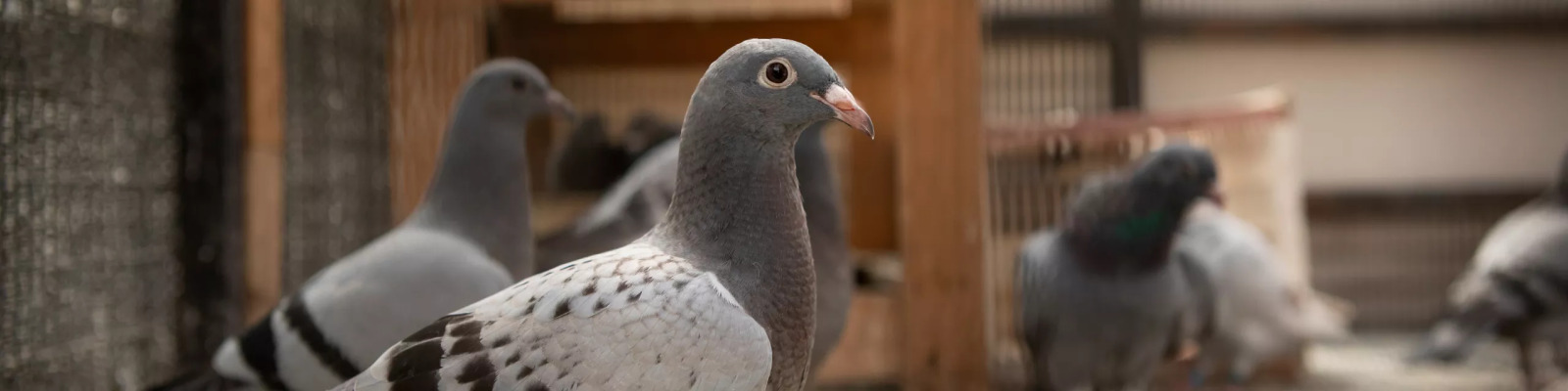 Young pigeons diseases