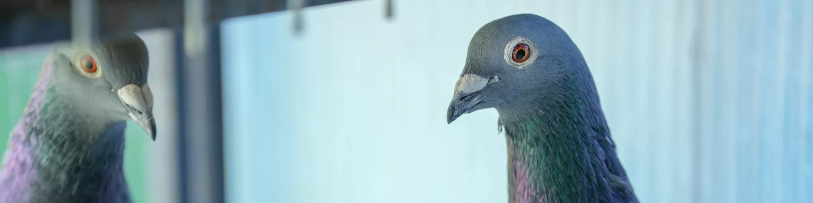 Kropinfecties bij duiven main image