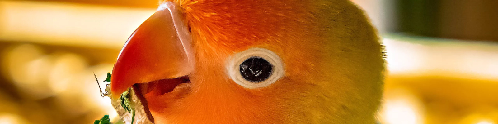 (Agapornis fischeri) Fischers agapornis main image