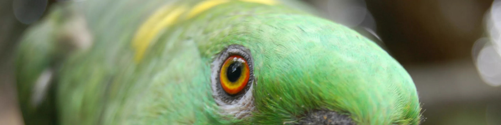 (Amazona auropalliata) Geelnekamazone