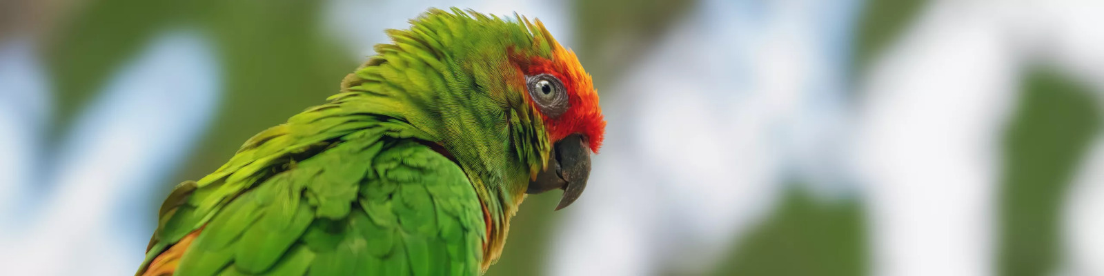 (Aratinga auricapillus) Goudkaparatinga
