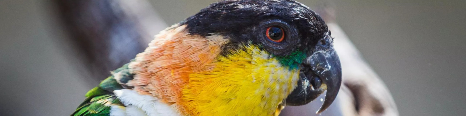 (Pionites melanocephalus) Zwartkopcaique