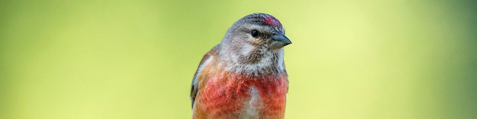 (Linaria cannabina) Common linnet