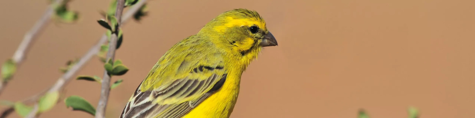 (Spinus spinus) Sijs main image