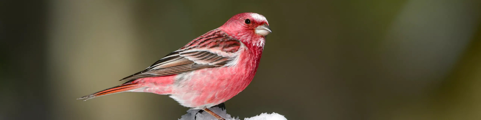 (Carpodacus sibiricus) Long-tailed rosefinch