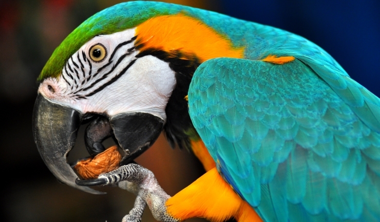 (Ara ararauna) Blue-and-yellow macaw main image