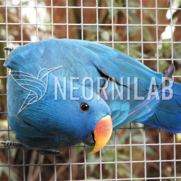 Mutation bleue chez le Perroquet éclectus