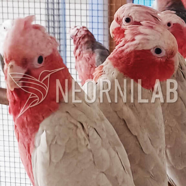 Galah (Eolophus roseicapilla) - Cinnamon1