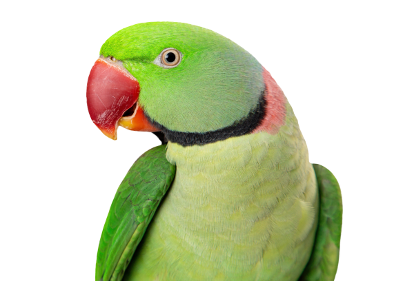 Psittacula krameri