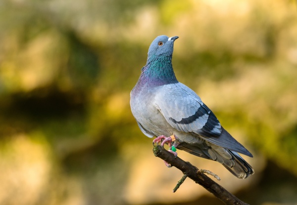 carrier pigeon