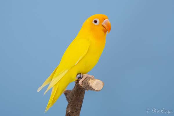 Agapornis Fischeri (NLS Ino1)