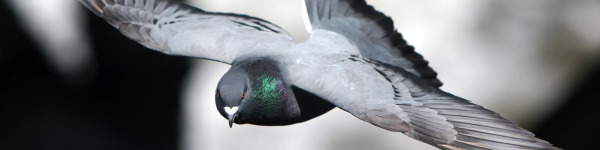 Sélection assistée par marqueurs (MAS) chez le pigeon voyageur